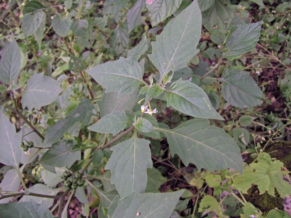 Solanum nigrum
Black Nightshade (Eng) Mokoi (Hin)
Trefwoorden: Plant;Solanaceae;Bloem;wit