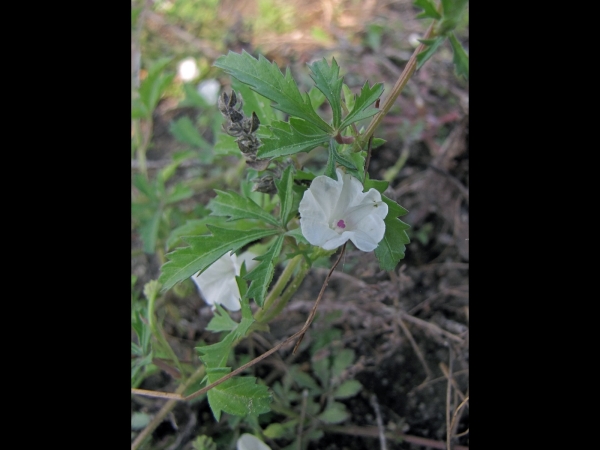 Ipomoea coptica
Egyptian Morning Glory, Alamo Vine (Eng)
Trefwoorden: Plant;Convolvulaceae;Bloem;wit