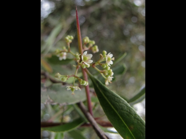 Gymnosporia senegalensis
Red Spike Thorn (Eng) 
Trefwoorden: Plant;Boom;struik;Celastraceae;Bloem;wit