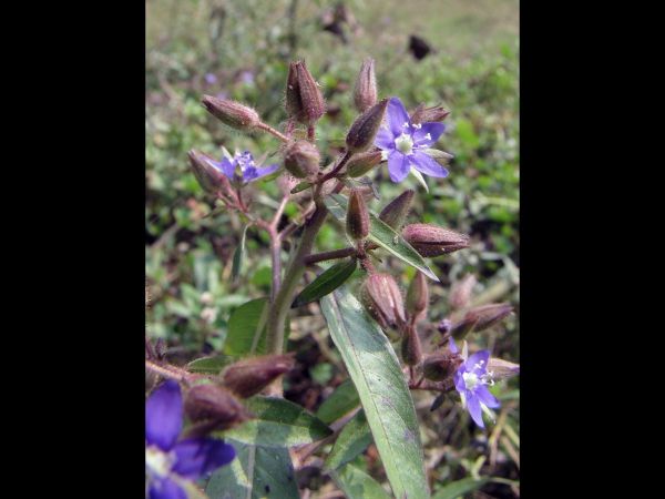 Hydrolea zeylanica
Ceylon Hydrolea (Eng) Koliary (Hin)
Keywords: Plant;Hydroleaceae;Bloem;blauw
