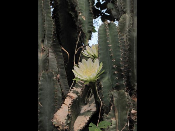 Cereus hildmannianus
Hedge Cactus (Eng)
Trefwoorden: Plant;Cactaceae;Bloem;wit
