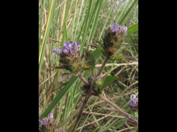 Prunella vulgaris
Common Self-Heal (Eng)
Trefwoorden: Plant;Lamiaceae;Bloem;purper