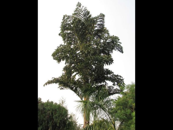 Caryota urens
Fishtail Palm (Eng) Mari (Hin)
Keywords: Plant;Boom;Arecaceae