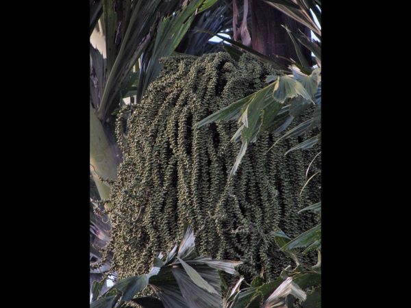 Caryota urens
Fishtail Palm (Eng) Mari (Hin) - inflorescence
Keywords: Plant;Boom;Arecaceae