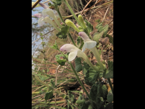 Scutellaria; S. repens
Creeping Skullcap (Eng) 
Trefwoorden: Plant;Lamiaceae;Bloem;wit;purper