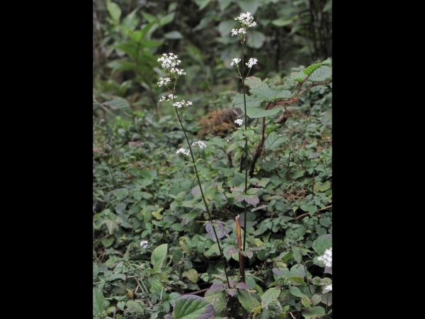 Valeriana; V. pyrolifolia
Kashmir Valerian (Eng) Suganhabala (Hin)
Trefwoorden: Plant;Caprifoliaceae;Bloem;wit