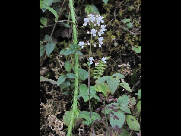 Isodon; I. iophanthoides
Crested Flower Isodon (Eng) Masino Chepte (Nep)
Trefwoorden: Plant;Lamiaceae;Bloem;wit