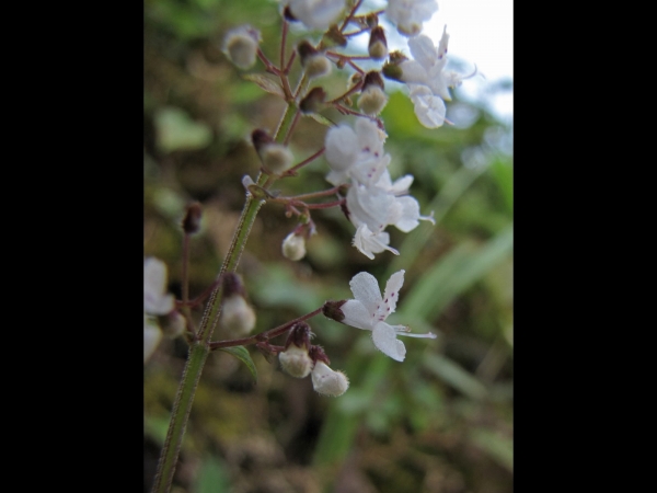 Isodon; I. iophanthoides
Crested Flower Isodon (Eng) Masino Chepte (Nep)
Trefwoorden: Plant;Lamiaceae;Bloem;wit