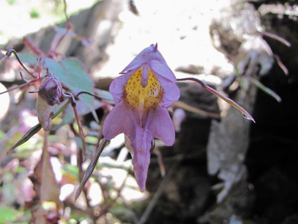 Impatiens; I. chungtienensis
Shangri-La Balsam (Eng)
Trefwoorden: Plant;Balsaminaceae;Bloem;purper;roze