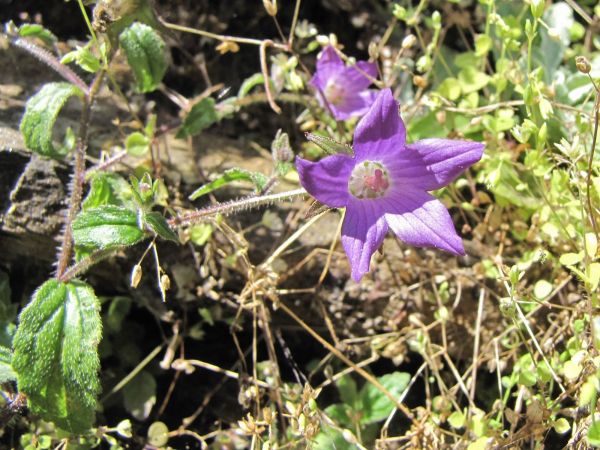Campanula pallida
Purple Bellflower (Eng)
Trefwoorden: Plant;Campanulaceae;Bloem;purper