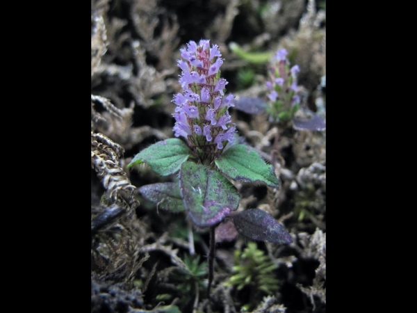 Elsholtzia strobilifera
Pinecone Mint (Eng) Pothi (Hin) Ban Bawari (Nep)
Keywords: Plant;Lamiaceae;Bloem;blauw;purper