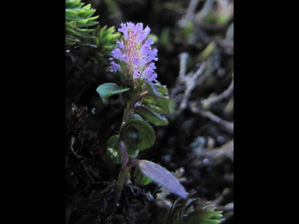 Elsholtzia strobilifera
Pinecone Mint (Eng) Pothi (Hin) Ban Bawari (Nep)
Keywords: Plant;Lamiaceae;Bloem;blauw;purper