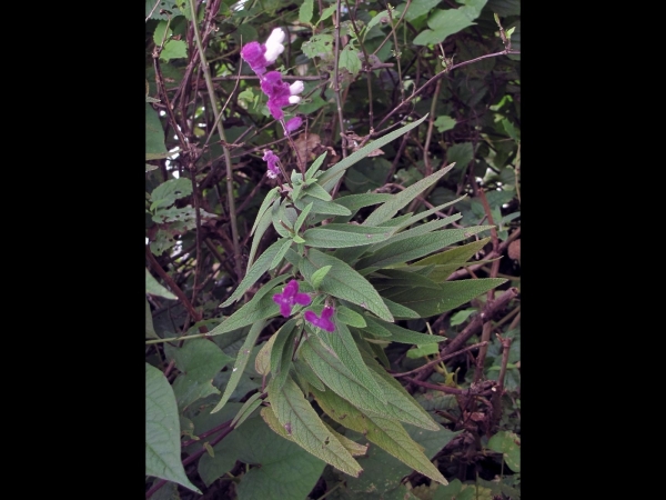 Salvia leucantha
Mexican Bush Sage (Eng) 
Trefwoorden: Plant;Lamiaceae;Bloem;wit;purper;tuinplant