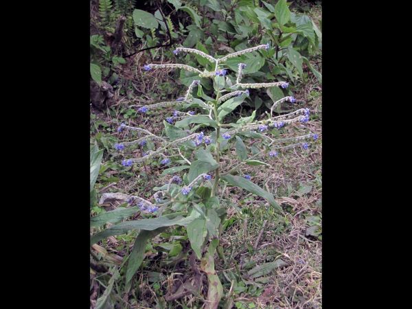 Cynoglossum wallichii glochidiatum
Barbed Forget-Me-Not (Eng) Andhahuli (Hin)
Keywords: Plant;Boraginaceae;Bloem;blauw