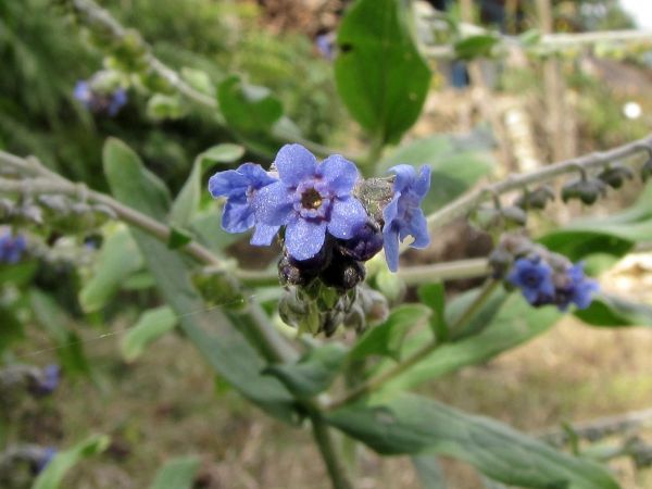 Cynoglossum wallichii glochidiatum
Barbed Forget-Me-Not (Eng) Andhahuli (Hin)
Keywords: Plant;Boraginaceae;Bloem;blauw