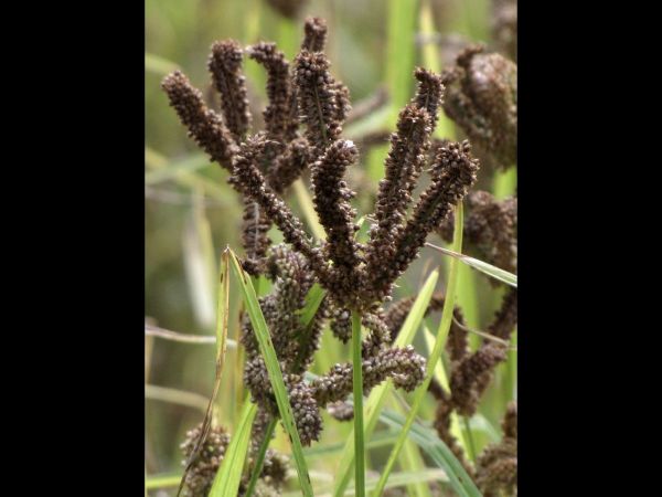 Eleusine coracana
Finger Milllet (Eng) Kodo, Maruwa (Nep) Mandua (Hin) 
Keywords: Plant;Poaceae;vrucht;cultuurgewas