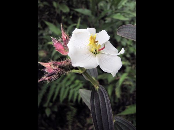Osbeckia nepalensis
Nepal Osbeckia (Eng) - White variety
Trefwoorden: Plant;Melastomataceae;Bloem;wit