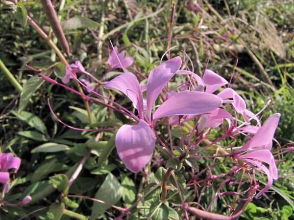 Cleome speciosa
Showy Spider Flower (Eng)
Trefwoorden: Plant;Cleomaceae;Bloem;roze