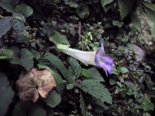Chirita sp.
Keywords: Plant;Gesneriaceae;Bloem;violet;wit