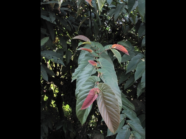 Ficus semicordata
Drooping Fig (Eng) Khaina, Bhui Goolar (Hin)  Khaniyo (Nep)
Keywords: Plant;Moraceae;Boom