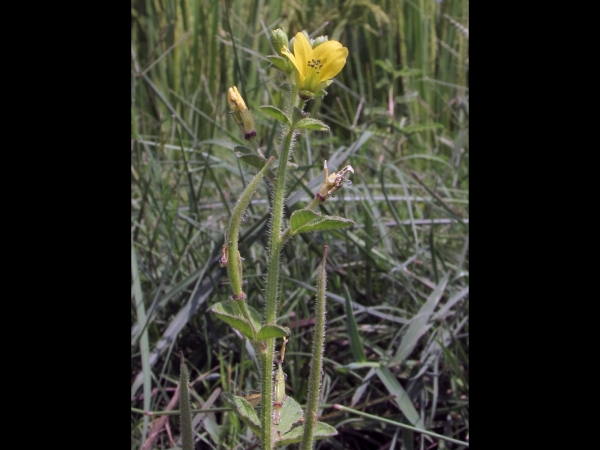 Cleome viscosa
Asian Spider Flower (Eng) Bagra (Hin)
Trefwoorden: Plant;Cleomaceae;Bloem;geel