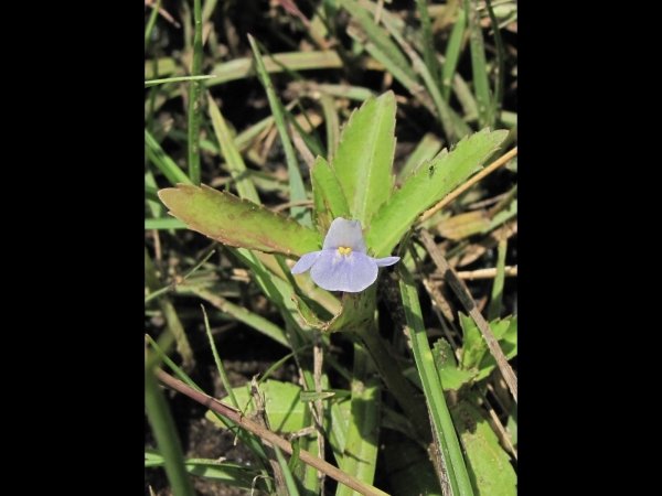 Lindernia antipoda
Sparrow Lindernia (Eng)
Keywords: Plant;Linderniaceae;Bloem;blauw