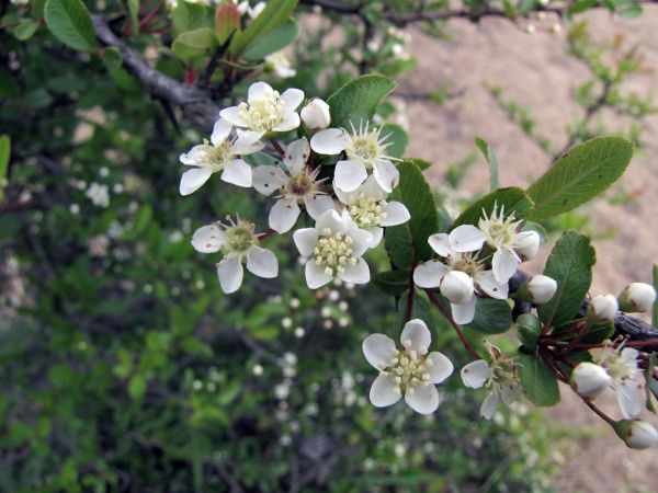 Pyracantha crenulata
Nepalese Firethorn (Eng) Gangaru (Nep) 
Trefwoorden: Plant;Rosaceae;Bloem;wit