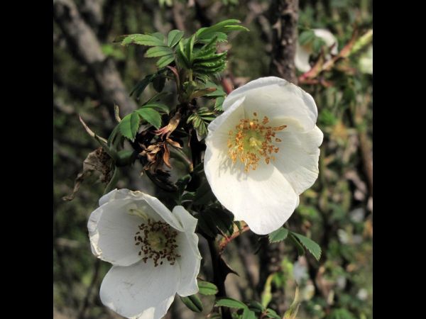 Rosa sericea
Silky Rose (Eng) Bhote Gulaf (Nep) Jangali-gulab (Hin)
Trefwoorden: Plant;Rosaceae;Bloem;wit