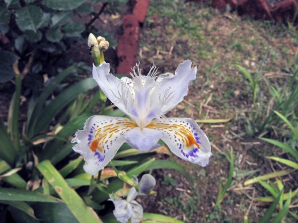 Iris japonica
Fringed Iris (Eng)
Trefwoorden: Plant;Iridaceae;Bloem;wit