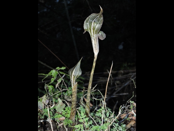Arisaema nepenthoides
Pitcher Cobra Lily (Eng)  टुवा Tuwa (Nep)
Keywords: Plant;Araceae