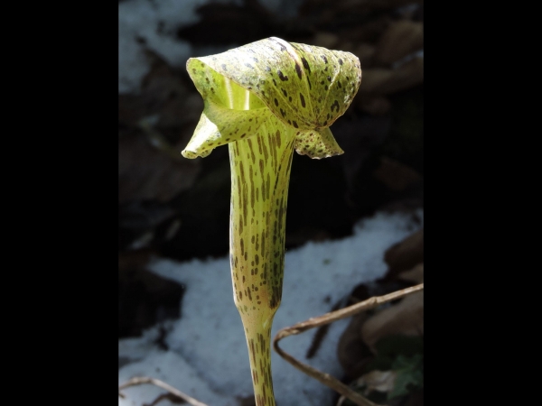 Arisaema nepenthoides
Pitcher Cobra Lily (Eng)  टुवा Tuwa (Nep)
Keywords: Plant;Araceae