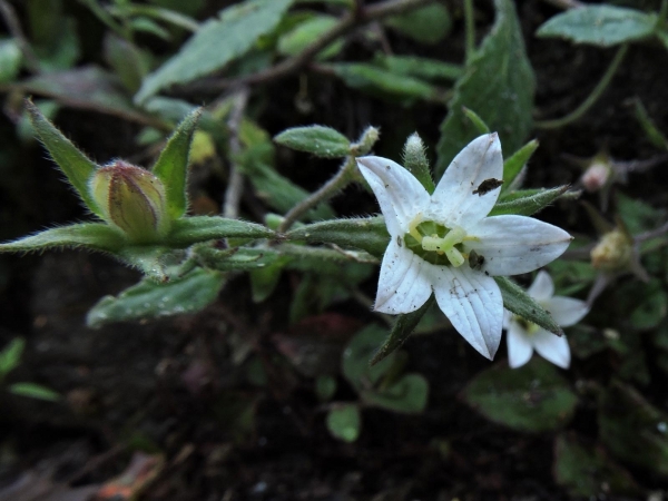 Campanula cana
Hoary Bellflower (Eng) 
Trefwoorden: Plant;Campanulaceae;Bloem;wit