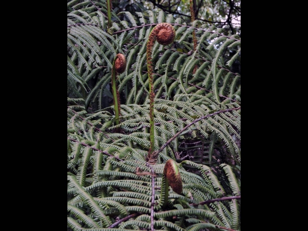 Diplopterygium giganteum
Keywords: Plant;Gleicheniaceae
