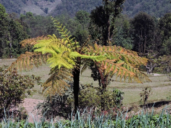 Alsophila spinulosa
flying spider-monkey tree fern (Eng) 
Keywords: Plant;Boom;Cyatheaceae