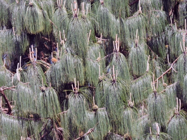 Pinus wallichiana
Himalayan Pine, Bhutan Pine (Eng) 
Trefwoorden: Plant;Boom;Pinaceae