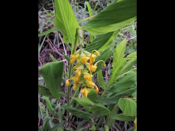 Globba marantina
Dancing Girl Ginger (Eng)
Trefwoorden: Plant;Zingiberaceae;Bloem;geel