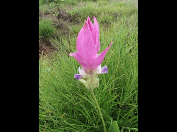 Curcuma alismatifolia
Siam Tulip (Eng) Pathumma (Thai) Safraanwortel (Ned)
Trefwoorden: Plant;Zingiberaceae;Bloem;roze