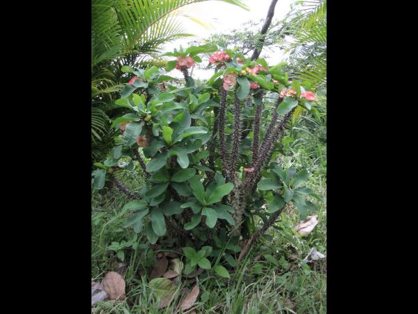 Euphorbia milii
Crown of Thorns (Eng) Poy-sean (Thai)
Trefwoorden: Plant;Euphorbiaceae;Bloem;rood