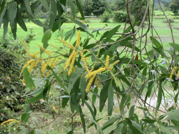Acacia auriculiformis
Earleaf Acacia (Eng)
Trefwoorden: Plant;Fabaceae;Boom;Bloem;geel