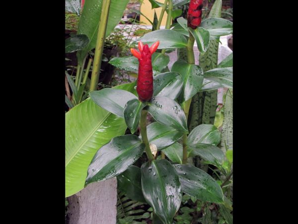 Costus woodsonii
Red Button Ginger (Eng)
Trefwoorden: Plant;Costaceae;Bloem;rood;oranje
