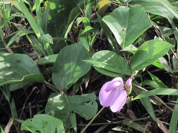 Canavalia; C. gladiata
Sword Bean (Eng) Thua-Phra (Thai) Sânndaèk Triës (Khmer)
Trefwoorden: Plant;Fabaceae;Bloem;roze;cultuurgewas