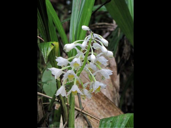 Calanthe angustifolia
Narrow Leafed Calanthe (Eng)
Keywords: Plant;Orchidaceae;Bloem;wit