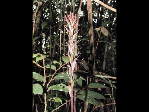 Cryptostylis arachnites
Golden Cricket Orchid, Spider-Like Cryptostylis (Eng) Ueang Maeng Mum (Thai)
Trefwoorden: Plant;Orchidaceae;Bloem;roze;rood
