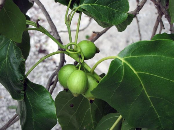 Cordia subcordata
Kou, Narrow-leafed Bird Lime Tree (Eng) - fruits
Trefwoorden: Plant;Boom;Boraginaceae;vrucht