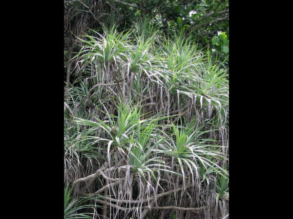 Pandanus odorifer
Screw Pine (Eng)
Trefwoorden: Plant;Pandanaceae
