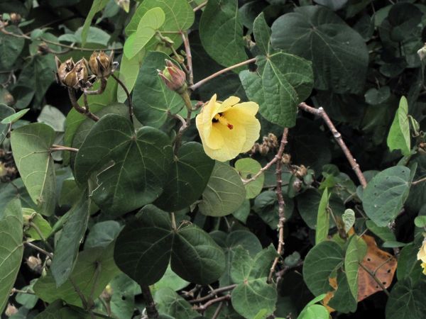 Hibiscus tiliaceus
Sea Hibiscus (Eng)
Trefwoorden: Plant;Malvaceae;Boom;Bloem;geel