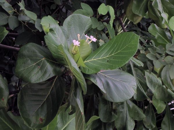 Guettarda speciosa
Beach Gardenia (Eng)
Trefwoorden: Plant;Rubiaceae;Bloem;wit