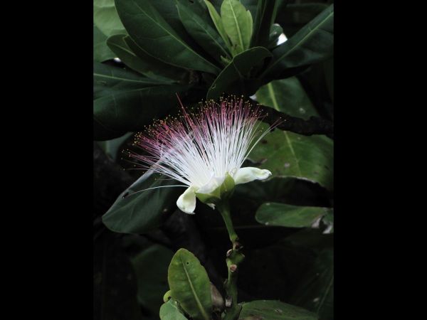Barringtonia asiatica
Fish Poison Tree (Eng)
Keywords: Plant;Boom;Lecythidaceae;Bloem;wit