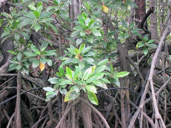 Bruguiera gymnorrhiza
Black Mangrove (Eng)
Trefwoorden: Plant;Boom;Rhizophoraceae;Bloem;rood