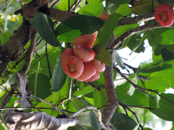 Syzygium malaccence
Malaysian Apple (Eng) Jambu Tree (Common name) - fruits
Trefwoorden: Plant;Boom;Myrtaceae;vrucht;cultuurgewas